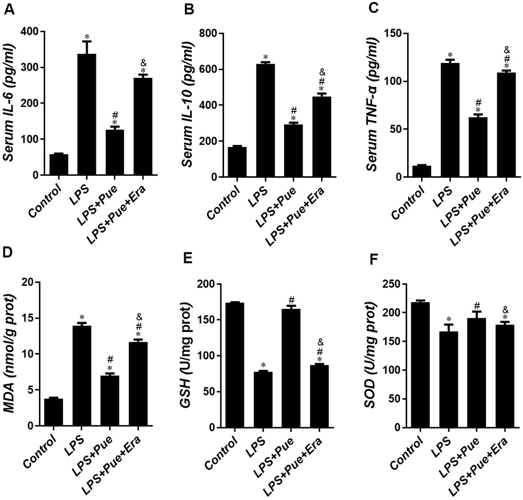 Puerarin alleviates LPS-induced oxidative stress and inflammatory stress. The concentrations of (A) IL-6, (B) IL-10 and (C) TNF-α, (D) MDA, (E) GSH and (F) SOD in serum of mice were determined by ELISA. Data represent the mean ± SD. *P 