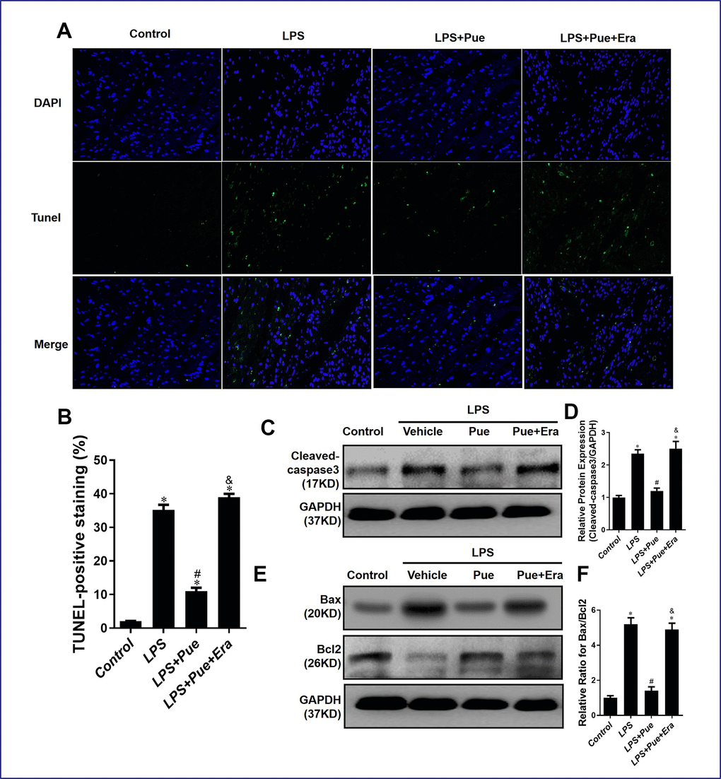 Puerarin inhibits apoptosis of cardiomyocytes in septic mice. (A, B) TUNEL staining was used to measure myocardial apoptosis in myocardial tissue sections. (C, D) Representative Western blot analysis and quantitative protein analysis of C-Caspase 3 expression in cardiac protein extract. (E, F) Representative Western blot analysis and quantitative protein analysis of Bax, and Bcl-2 expression in cardiac protein extract. Data represent the mean ± SD. *P 