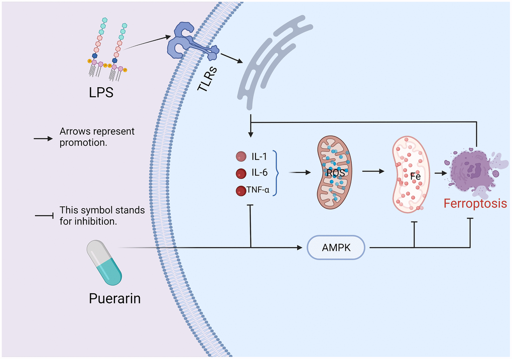 A hypothesis on the mechanism of Puerarin on sepsis-induced myocardial injury: the combination of LPS and TLRs promotes the body to produce a large number of inflammatory cytokines TNF-α, IL-1β, and IL-6, which affect the coupling process of the oxidative respiratory chain in the mitochondria and causes the accumulation of ROS. The accumulation of ROS can induce ferroptosis, which in turn leads to myocardial damage. However, in this study, the experimental results indicate that Puerarin may inhibit the occurrence of ferroptosis by activating AMPK, thereby exerting its cardioprotective effect.