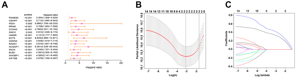 Prediction and screening of the target gene of miR-569 through bioinformatics analysis. (A) Forest plot for hazard ratios of survival-associated hub genes in PC. (B) Partial likelihood deviance versus log (Ḽ) was drawn using a LASSO Cox regression model. (C) Coefficients of selected features are shown in the terms of λ.