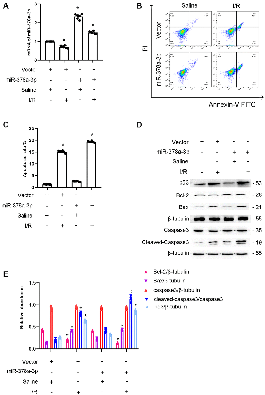 Overexpression of miR-378a-3p aggravated the I/R-Induced expression levels of cleved-caspase3 in BUMPT cells. BUMPT cells were transfected with 100 nM miR -378a-3p mimics or scramble and then treated with or without I(2 hours)/R(2 hours) injury. (A) The mRNA expression levels of miR-378a-3p were detected by real-time qPCR. (B) FCM analysis of BUMPT cells apoptosis. (C) Analysis of apoptosis rate (%). (D) The immunoblot analysis of caspase 3, cleaved-caspase3, Bax, p53 and Blc-2. (E) The gray analysis between them. Data are expressed as mean ± SD (n = 6). *p #p 