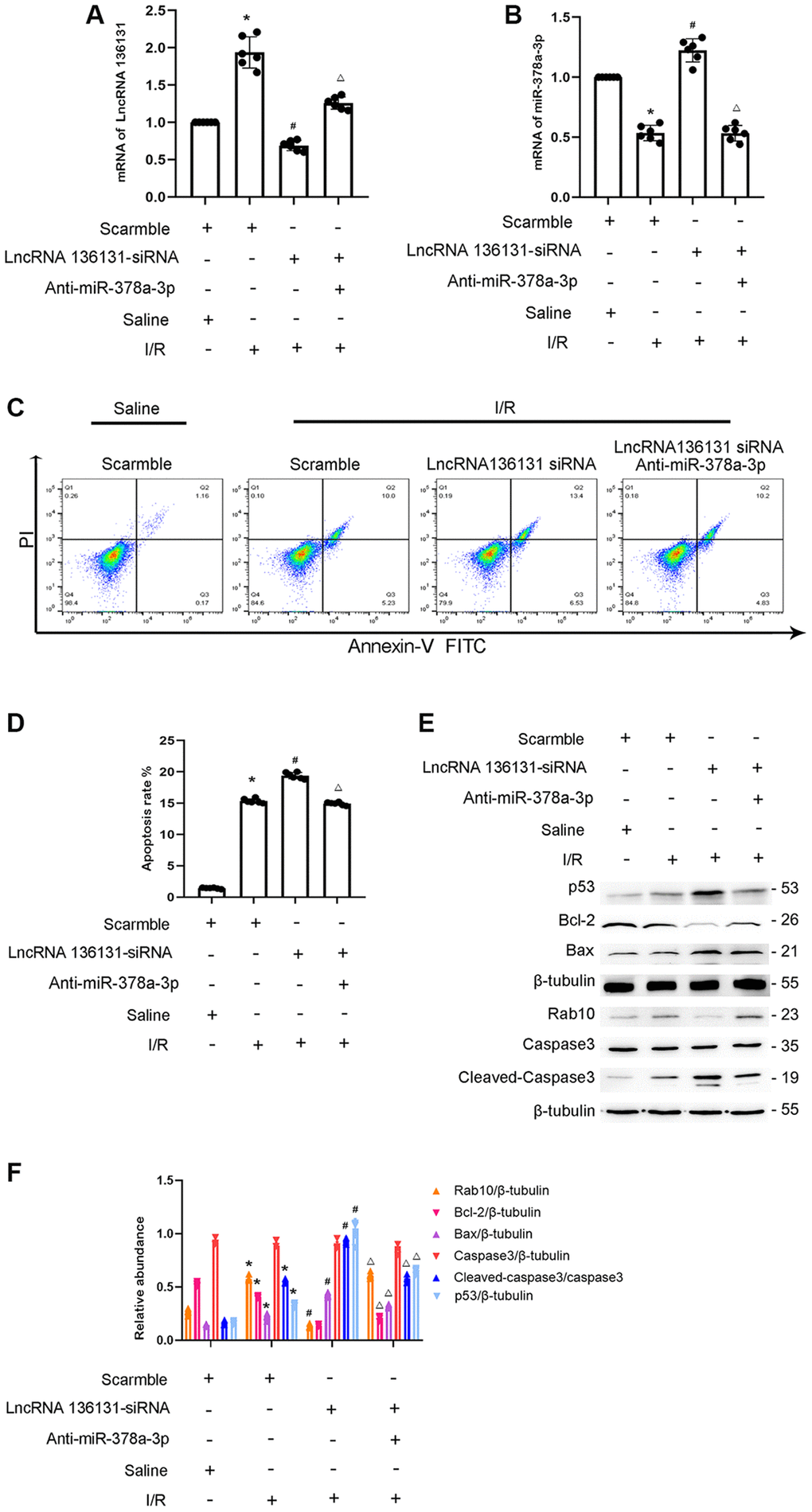 LncRNA136131 knockdown aggravated the I/R-Induced BUMPT cells apoptosis and the expression of cleaved caspase3, this was reversed by miR-378a-3p inhibitor. BUMPT cells were co-transfected with siRNA lncRNA136131 (100 nM) plus with or without anti-miR-378a-3p, and then treated with I(2 hours)/R(2 hours) injury. (A) RT-qPCR analysis the expression of lncRNA136131. (B) Real-time qPCR analysis of miR-378a-3p expression. (C) FCM analysis of BUMPT cells apoptosis. (D) Cell apoptosis rate (%). (E) Immunoblot analysis of caspase 3, cleaved-caspase3, Bax, Blc-2, p53 and Rab10. (F) Densitometric measurement of protein signals. Data are expressed as mean ± SD (n = 6). *p #p Δp 