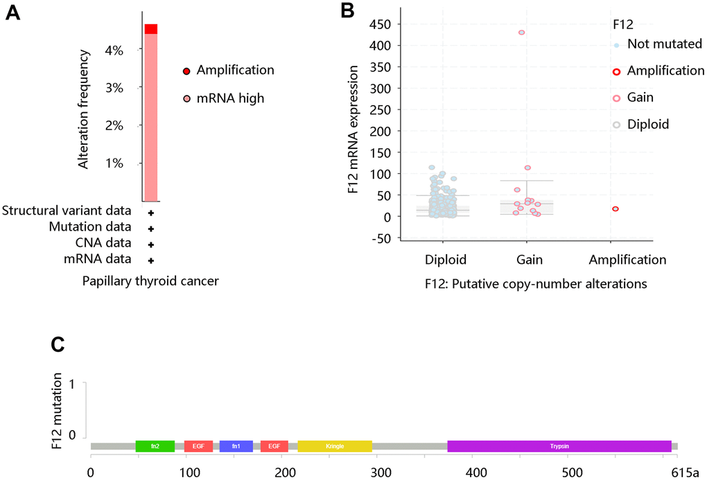 The genetic status of F12 in PTC. (A) The alteration frequency of F12 in PTC. (B) The copy number alteration of F12 in PTC. (C) The F12 mutation in PTC. PTC, papillary thyroid cancer.