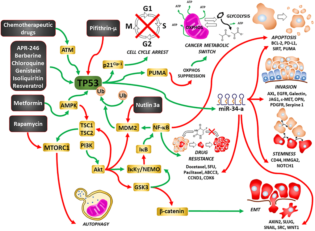 Illustration of TP53’s interactions with other signaling pathways important in regulation of cell growth and sites of interaction for chemotherapeutic drugs, certain signal transduction inhibitors, natural products and nutraceuticals. Green arrows = induction of a pathway, red arrows = suppression of a pathway.