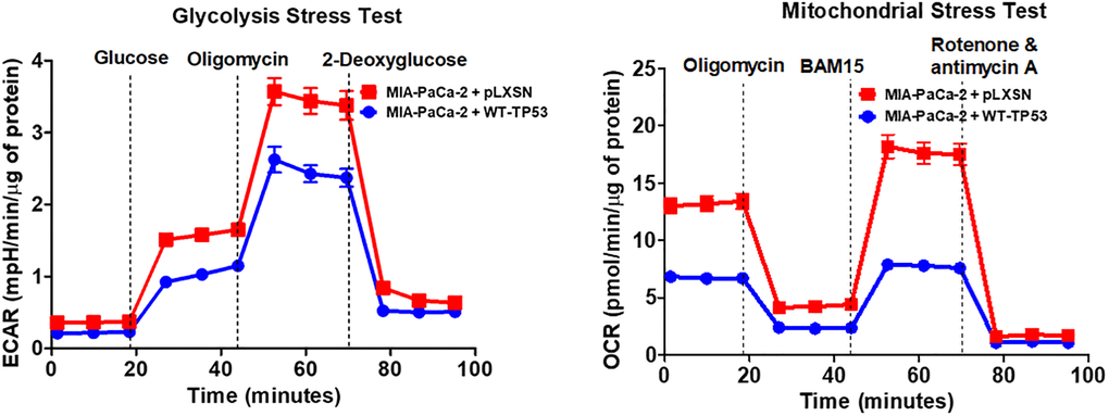 Effects of presence of WT-TP53 on glycolysis and mitochondrial respiration. The data for MIA-PaCa-2 + pLXSN is the same control as presented in [91]. Both MIA-PaCa-2 + pLXSN and MIA-PaCa-2 + WT-TP53 cells were examined the same time on the Seahorse machine as were MIA-PaCa-2 + WT-GSK-3β and MIA-PaCa-2 + KD-GSK-3β cells (all four cell lines done at same time). The data presented in Figure 14 are the means and standard error of the means (SEM).
