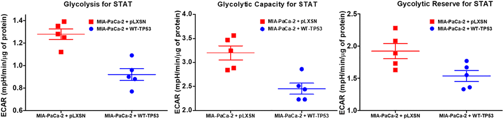 Effects of presence of WT-TP53 on glycolysis. Glycolysis for STAT, glycolytic capacity, and glycolytic reserve for STAT were measured by the Seahorse instrument. The data for MIA-PaCa-2 + pLXSN is the same control as presented in [91]. Both MIA-PaCa-2 + MIA-PaCa-2 + WT-TP53 were examined the same time on the Seahorse machine. STAT is an abbreviation for statistics used in study which was the Mann–Whitney test.