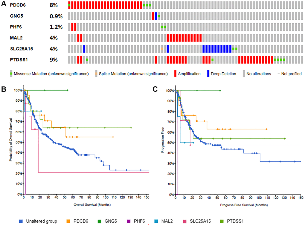 Gene mutations of predicted target genes (PDCD6, GNG5, PHF6, MAL2, SLC25A15, PTDSS1) and their association with OS and PFS in BLCA patients (A: Genetic alterations; B: Overall survival; C: Progress free survival).
