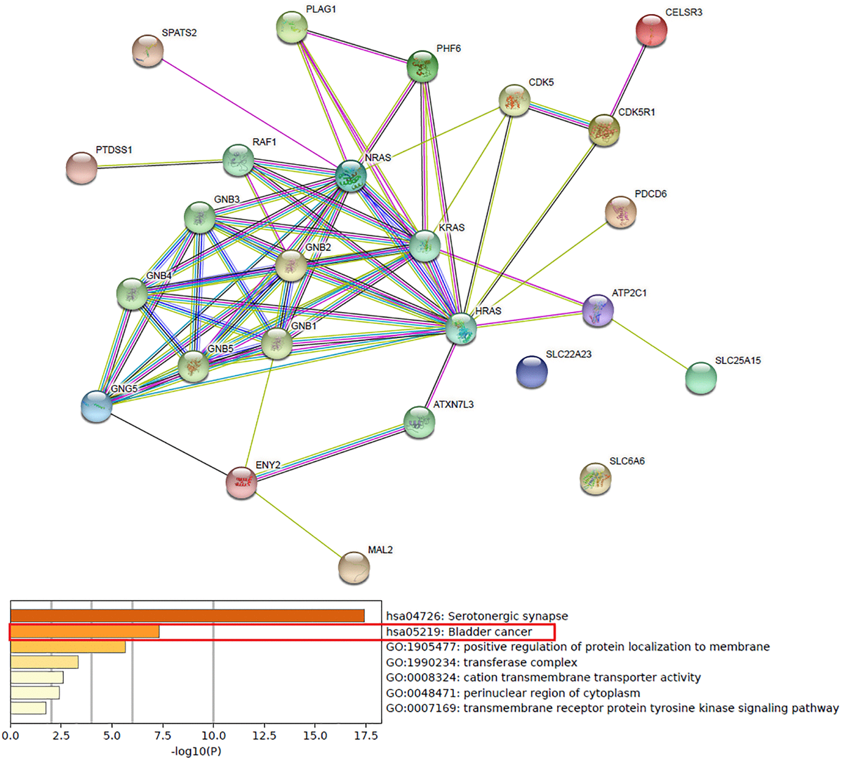 Transcriptional expressions of hsa-mir-183 predicted target genes as ...