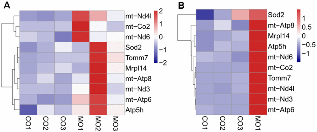 Heatmap showing the differential expression of mitochondrial related genes between MO-MenSCs vs. MO-control (A) and MO-MITO vs. MO-control samples (B).