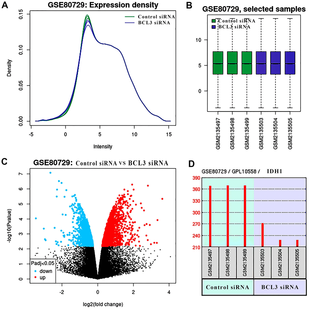 The DEGs in glioma treat with BCL3 siRNA. (A) The expression density of each sample. (B) The box plot shows the distribution of raw read counts. (C) The volcano plots show all DEGs of GSE80729 databases. The red points represent up-regulated genes while the blue ones represent down-regulated genes. The black points represent genes with no significant difference. (D) The expression of IDH1 in control and BCL3-siRNA group, each group has 3 replicate samples.