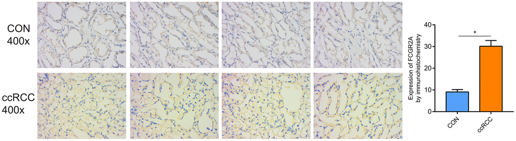The protein expression of FCGR2A in the ccRCC and control tissues via immunohistochemical assay.