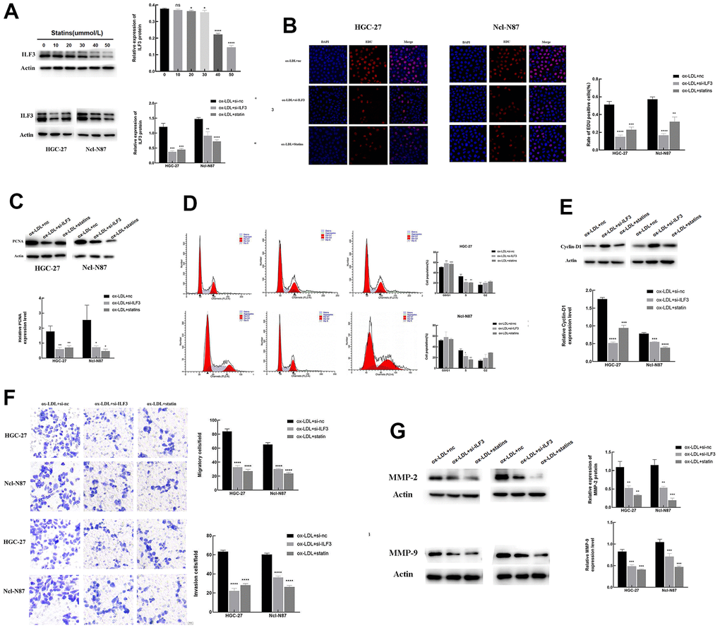 ILF3 promotes gastric cancer cells proliferation, cell cycle, migration, and invasion, and statins may exert an anti-tumor effect by inhibiting ILF3 expression in gastric cancer. (A) Statins inhibited the expression of ILF3 in a concentration-dependent manner, the optimal concentration was 40&mu;mol/L. The protein expression of ILF3 was significantly downregulated with ILF3-specific small interference RNA (si-ILF3) and statin treatment compared to control group. The expression level of ILF3 was analyzed with western blot. (B) Edu assay analyzed the effects of ILF3 on cell proliferation of gastric cancer cells. ILF3-specific small interference RNA (si-ILF3) and statins treatment inhibited the proliferation of HGC-27 and Ncl-N87 cells compared to control group. (C) The protein expression of PCNA was lower expressed in the ILF3-specific small interference and statins treatment groups compared to control group. (D) Flow cytometry analyzed the effect of ILF3 on cell cycle of gastric cancer cells. ILF3-specific small interference RNA (si-ILF3) and statins treatment inhibited the cell cycle of HGC-27 and Ncl-N87 cells compared to control group. (E) The protein expression of cyclin-D1 was lower expressed in the ILF3-specific small interference and statins treatment groups compared to control group. (F) Transwell assay analyzed the effect of ILF3 on cell migration and invasion. ILF3-specific small interference RNA (si-ILF3) and statins treatment inhibited the migration and invasion of HGC-27 and Ncl-N87 cells compared to control group. (G) The protein expression of MMP-2 and MMP-9 were lower expressed in the ILF3-specific small interference and statins treatment groups compared to control group. **P 