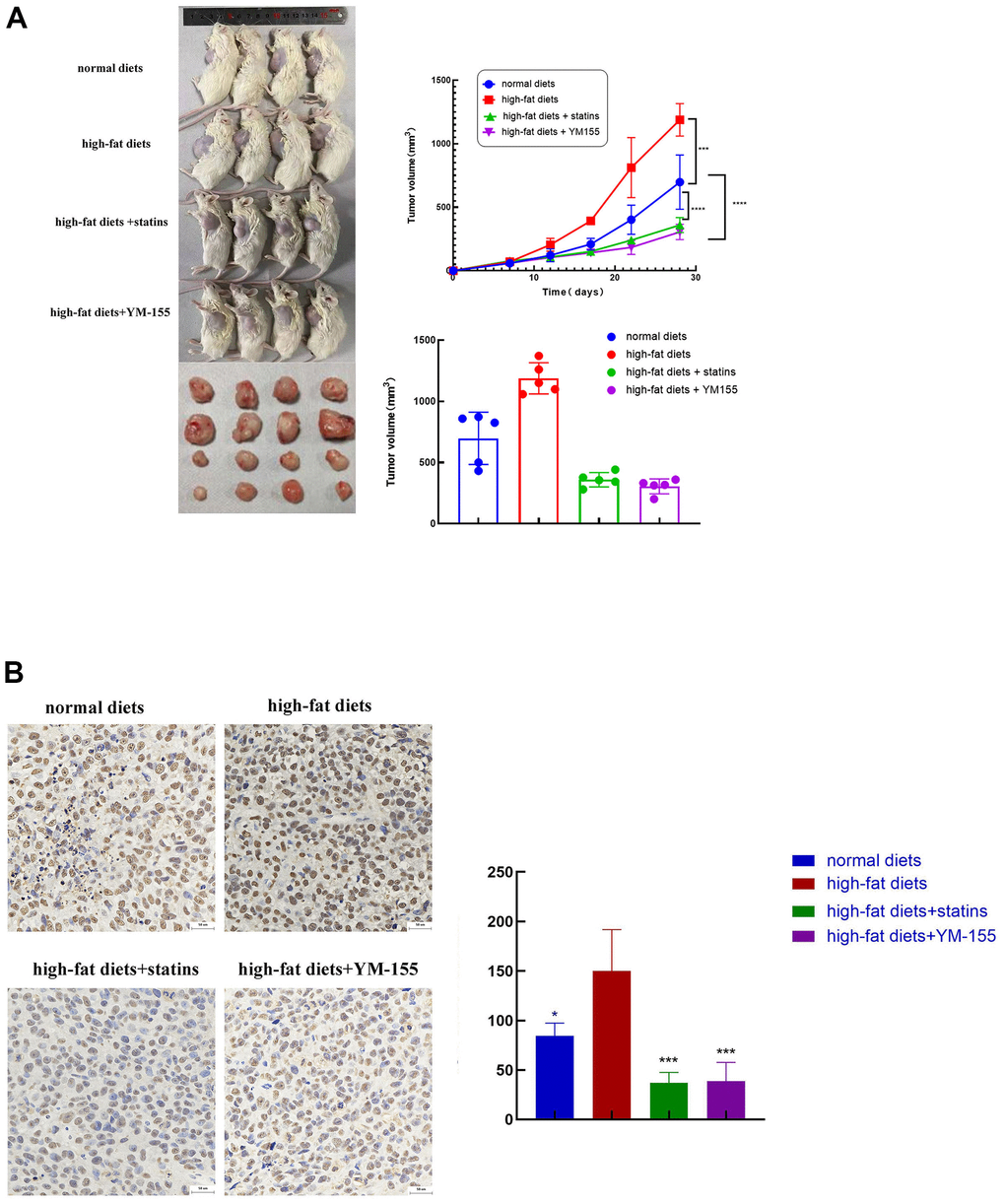 ILF3 promoted tumor cell growth in vivo. (A) Images of nude mouse tumorigenesis test after four weeks of implantation. Comparison of tumor volume between normal diets, high-fat diets, high-fat diets+statin and high-fat diets + ILF3 inhibitor-YM155. Tumors in high-fat diet group were bigger than normal diet group. Tumors in statin and ILF3 inhibitor-YM-155 groups were smaller than high-fat diet group. (B) Immunohistochemistry showed that the expression of ILF3 in normal diets, high-fat diets, high-fat diets+statin and high-fat diets + ILF3 inhibitor-YM155 groups. **P 
