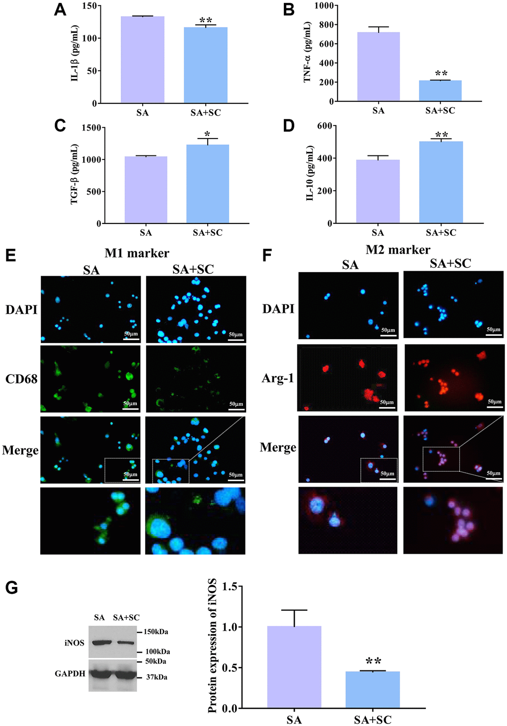 SC induces M2 macrophage. The expression level of (A) IL-1β, (B) TNF-α, (C) TGF-β, and (D) IL-10 was detected by ELISA assay. Immunofluorescence determined the expression level of M1 marker (E) and M2 marker (F). Scale bars = 50 μm. (G) The protein expression level of iNOS was determined by Western blotting. *P **P 