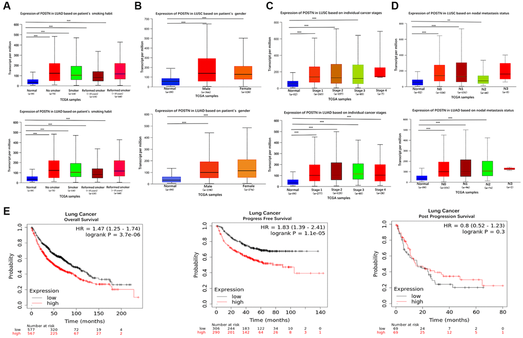 Box plots evaluating POSTN mRNA expression based on clinical parameters and the prognosis in lung cancer. POSTN mRNA expressions were remarkably correlated with LUAD and LUSC patients’ individual cancer smoking habits (A), gender (B), status (C), nodal metastasis (D). Survival curves using the Kaplan-Meier plotter are shown for overall survival, progression-free survival, and progression-free survival (E). **p ***p 