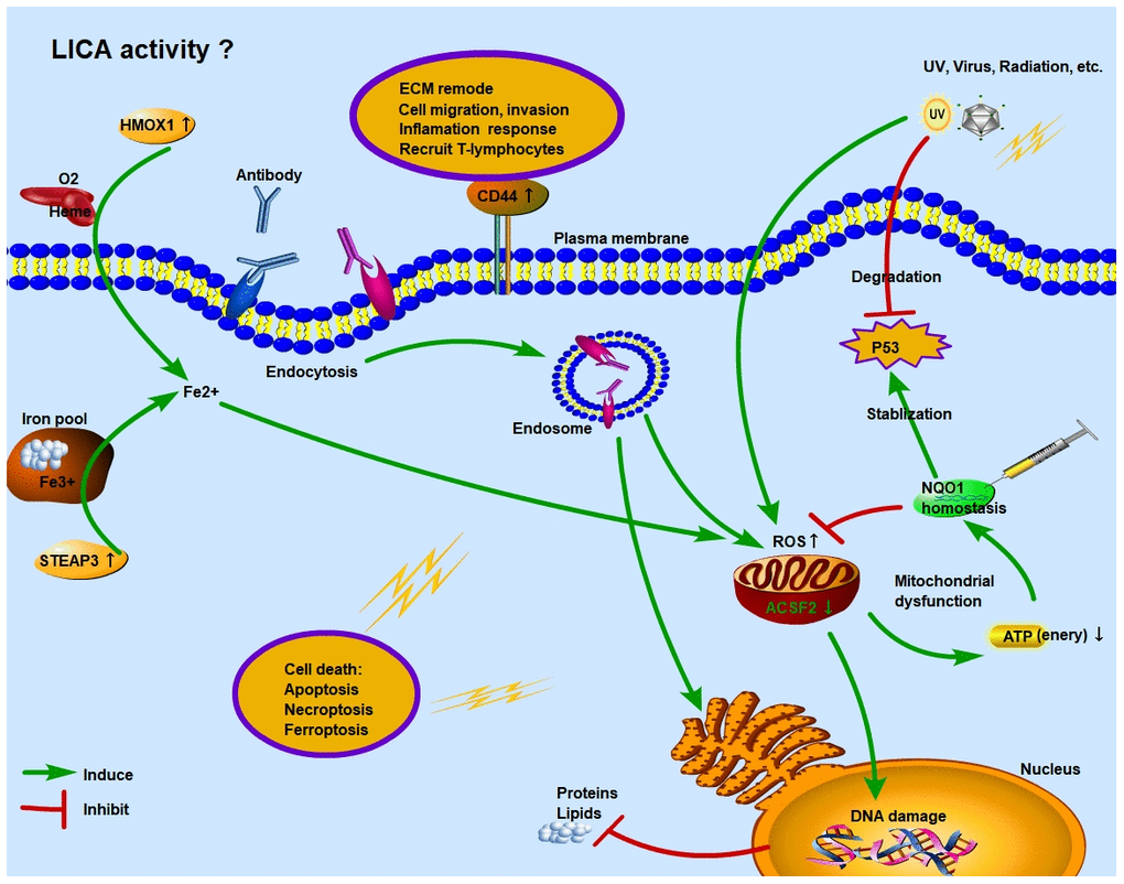 Schematic diagram of function regulation mode of ferroptosis genes in SCC. Under the stress of UV, virus or radioactive factors, normal cells lose the control of tumor suppressor gene TP53 and proliferate malignantly. At the same time, excessive activation of ROS function in the intracellular environment causes stress damage to mitochondria and endoplasmic reticulum. The imbalance of NQO1 homeostasis in SCC tumor cells cannot guarantee the stabilization of P53 and the inhibitory effect of ROS. Moreover, under immune surveillance, the cytolytic activity of local immune cells is enhanced, and endocytosis is formed through antigen-antibody binding, which further induces cancer cells undergo apoptosis or necrosis. However, in the early stage, under the regulation of NQO1 homeostasis, some cancer cells adapt to the higher ROS environment. These “super tumor cells” accelerate the progression of SCC and increase the degree of malignancy. Ferroptosis is a process of cell necrosis catalyzed by iron. When a large amount of Fe2+ accumulates in the intracellular environment, it will synergistically increase the function of ROS. The overactivation of HMOX1 and STEAP3 increase Fe2+ levels through Heme and iron pool, respectively.