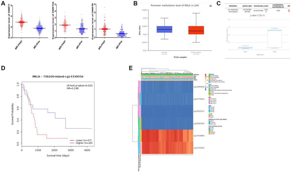 MELK methylation (A) Differential expression of three DNA methyltransferases (DNMT1, DNMT3A, and DNMT3B) in the MELK high- and low-expression groups. (B) Evaluation of methylation by UALCAN and (C) DiseaseMeth version 2.0. (D) Survival analysis of methylation sites (cg14339556) in the MELK DNA sequence. (E) Analysis of methylation sites visualized by MEXPRESS. The central blue line indicates MELK expression.