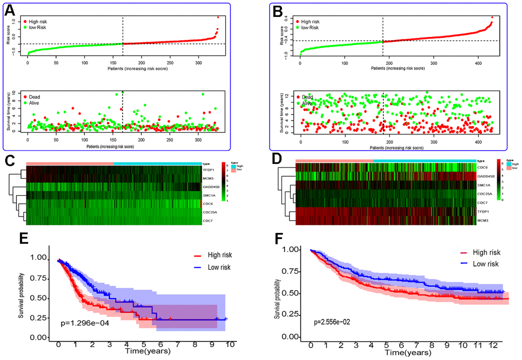 Risk score analysis and Kaplan–Meier survival analysis for seven differentially expressed genes in GC. (A, B) The distribution of risk score and patient’s survival time, as well as status for TCGA-STAD (A) and GSE84437 (B). (C, D) Heatmap of the autophagy-associated gene expression profiles in prognostic signature for TCGA-STAD (C) and GSE84437 (D). (E, F) Kaplan-Meier curves of seven differentially expressed genes from TCGA-STAD (E) and GSE84437 (F).