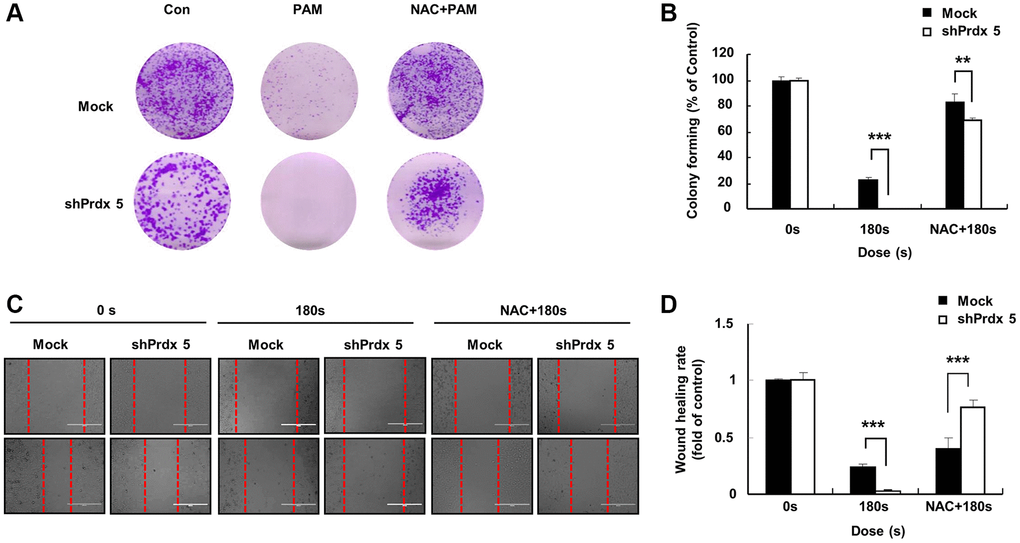 NAC addition eliminated the inhibitory effect of PAM on the malignant behavior of A549 cells after PRDX5 knockdown. (A) Images on the first day after the cancer cells attached to the bottom of the plates; cells were pre-treated with NAC. The culture medium was removed, and PAM and NAC were added. (B) Colony formation assay performed to detect the colony formation ability of A549 cells after PAM exposure for 7 days. (C) Images of wound-healing assays. (D) Quantification of wound-healing area. The data are presented as the mean ± standard deviation of three independent experiments. Significant differences are indicated at *p **p ***p 
