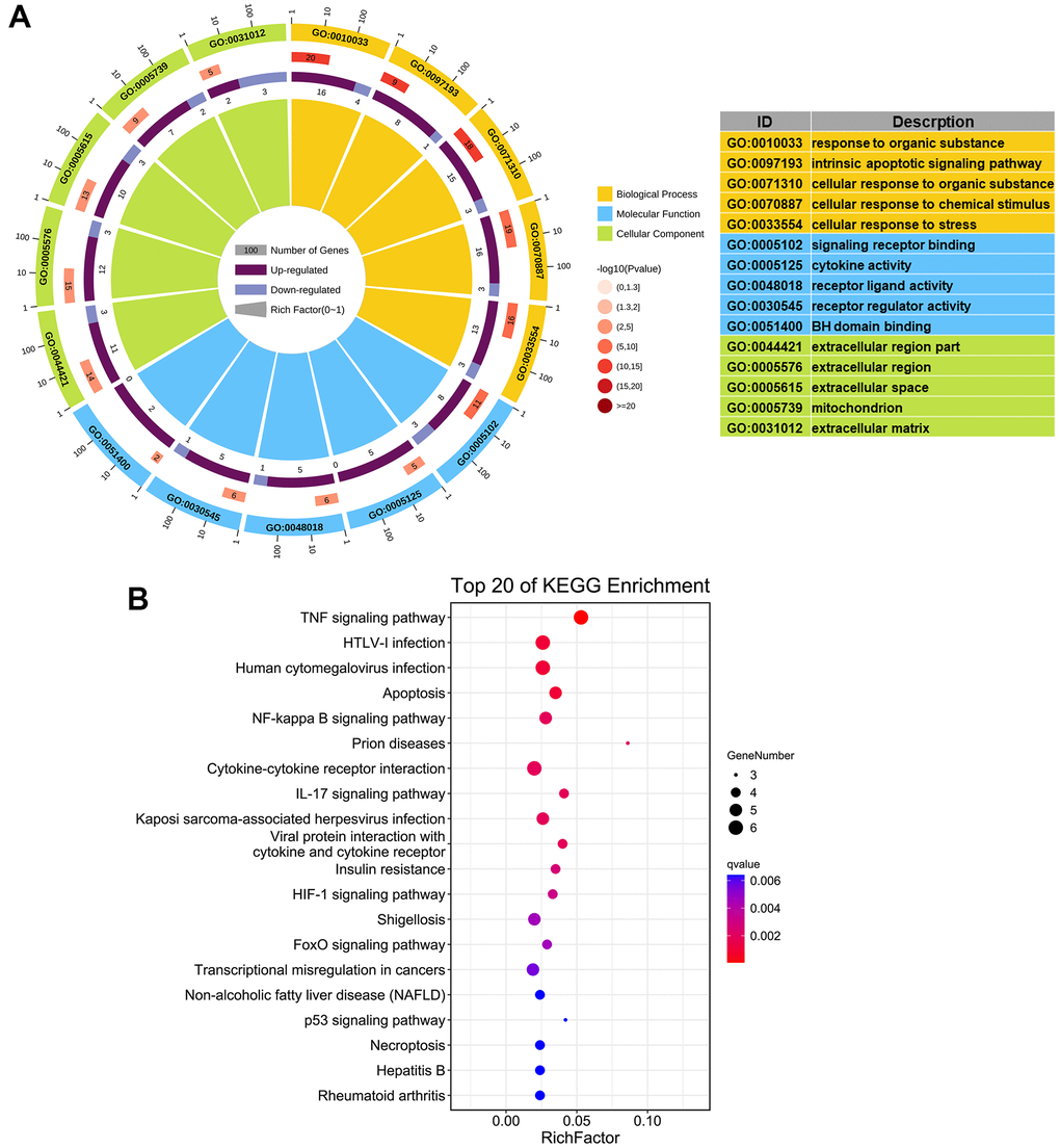 Functional enrichment analysis of 24 aging- and COPD-related genes. (A) GO enrichment analysis; the top 5 significantly enriched biological processes (P B) KEGG analysis; the top 20 significant signaling pathways (P 