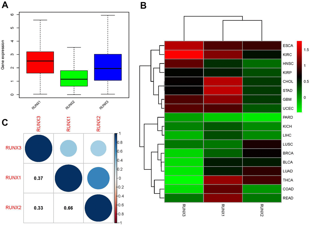 Expression levels and correlations of RUNX gene family genes in different cancer types from TCGA. (A) Boxplot of RUNX gene family gene expression across various cancer types. (B) Heatmap of RUNX gene family gene expression levels in different cancer types and normal tissues from TCGA data. (C) Positive (blue) and negative (red) correlations between RUNX gene family genes.