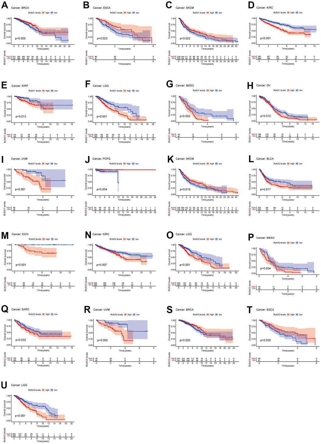Kaplan–Meier survival curves comparing pan-cancer high and low expression of RUNX gene family genes. OS survival curves for RUNX1 in different cancers: (A) BRCA, (B) ESCA, (C) SKCM, (D) KIRC, (E) KIRP, (F) LGG, (G) MESO, (H) OV, (I) UVM. OS survival curves for RUNX2 in different cancers: (J) PCPG, (K) SKCM, (L) BLCA, (M) KICH, (N) KIRC, (O) LGG, (P) MESO, (Q) SARC. OS survival curves for RUNX3 in different cancers: (R) UVM, (S) BRCA, (T) ESCA, (U) LGG.