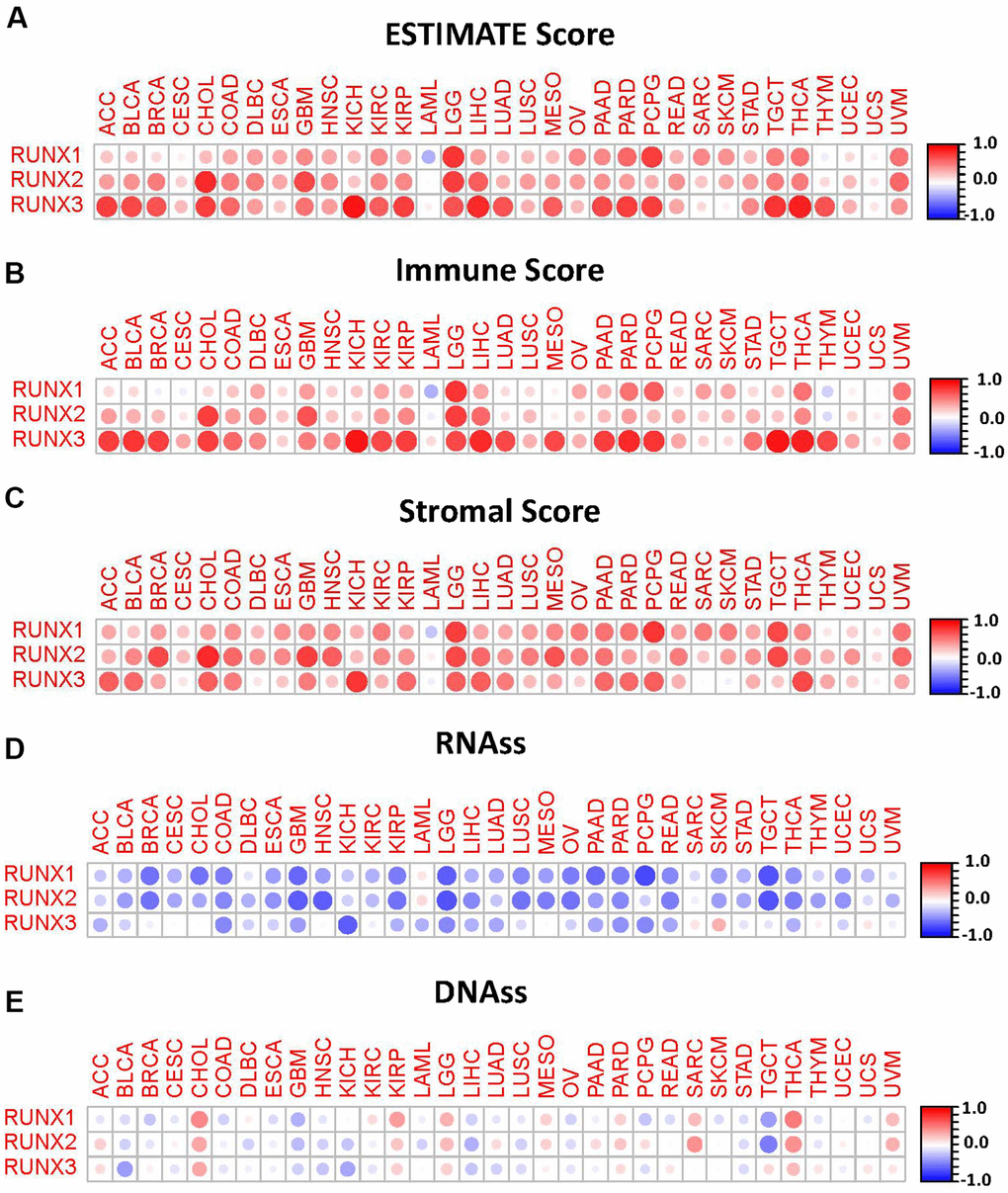 Correlation matrix plots of RUNX gene family gene expression with tumor microenvironment and stemness scores in 33 different cancer types. (A–C) RUNX gene family gene expression was associated with ESTIMATE, immune, and stromal scores in different cancers. (D, E) RUNX gene family gene expression was associated with RNAss and DNAss in different cancers. Spearman’s correlation was used for testing. Red dots indicate a positive correlation between gene expression and immune/stromal score, and blue dots indicate a negative correlation. The size of each dot represents the absolute value of the correlation coefficient.