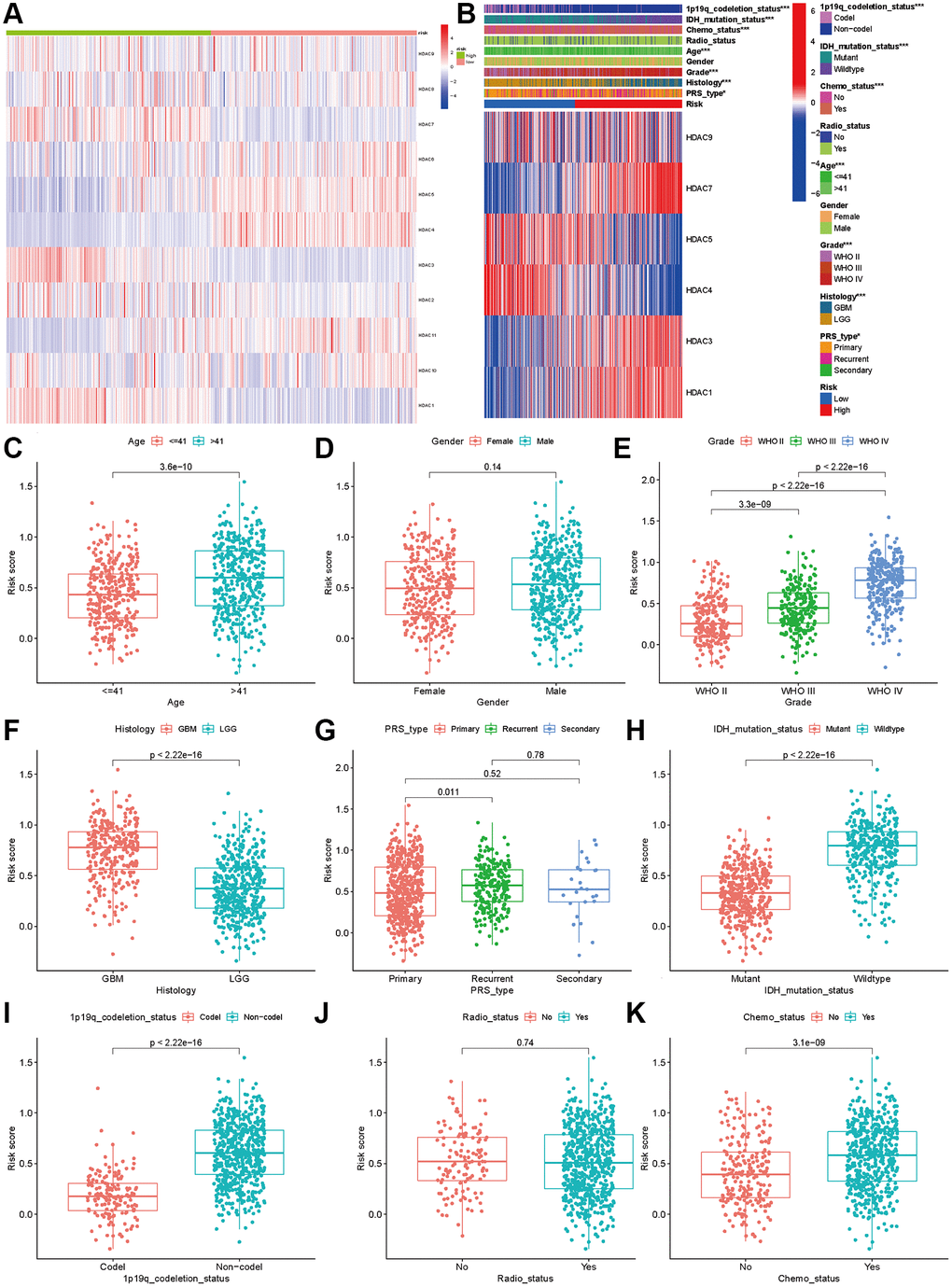 Association between HDAC genes and clinical characteristics in glioma patients. (A) Heatmap indicated the expression of HDAC genes between two subclasses. (B) Heatmap of associations among risk stratifications and clinical parameters and six HDAC genes expression. Comparisons of risk score among different clinical parameters: (C) age (>41 vs. ≤41), (D) gender (male vs. female), (E) WHO stage (II, III, IV). (F) histology (LGG vs. GBM). (G) PRS type (primary, recurrent, and secondary). (H) IDH mutation status (mutant vs. wild type). (I) 1p19q codeletion status (codel vs. non-codel). (J) radiotherapy status (No vs. Yes). (K) chemotherapy (No vs. Yes).