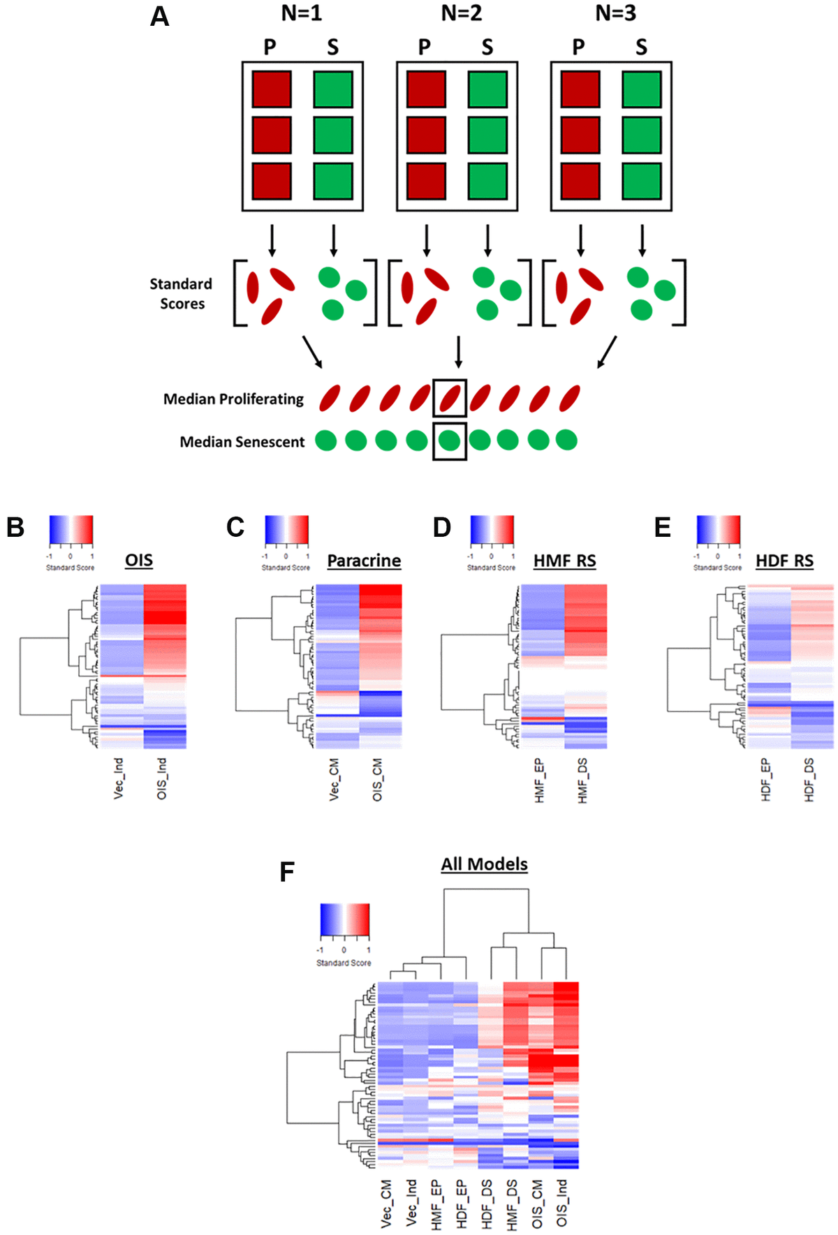 Senescence Associated Morphological Profiles Samps An Image Based Phenotypic Profiling Method 7955