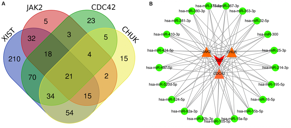 (A) Several common miRNAs that target JAK2, CDC42, and CHUK genes and lncRNA XIST were identified by Venn diagram. (B) A lncRNA-miRNA-mRNA ceRNA network that contained one lncRNA XIST, 21 miRNAs and 3 mRNAs (JAK2, CDC42 and CHUK). Edge stands for the interaction between two items.