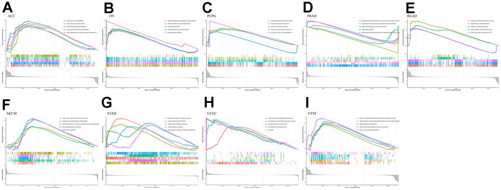 GO enrichment plots from GSEA in various cancers. PA) Enrichment results of GO function in cancer ACC. (B) Enrichment results of GO function in cancer OV. (C) Enrichment results of GO function in cancer PCPG. (D) Enrichment results of GO function in cancer PRAD. (E) Enrichment results of GO function in cancer READ. (F) Enrichment results of GO function in cancer SKCM. (G) Enrichment results of GO function in cancer STAD. (H) Enrichment results of GO function in cancer UCEC. (I) Enrichment results of GO function in cancer UVM.