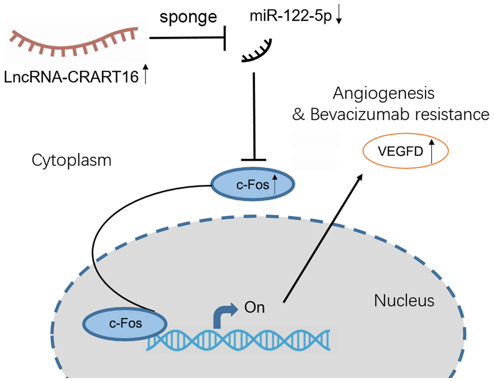 Proposed mechanism for how the axis involving lncRNA CRART16, miR-122-5p, and c-Fos drives angiogenesis and bevacizumab resistance in gastric cancer.