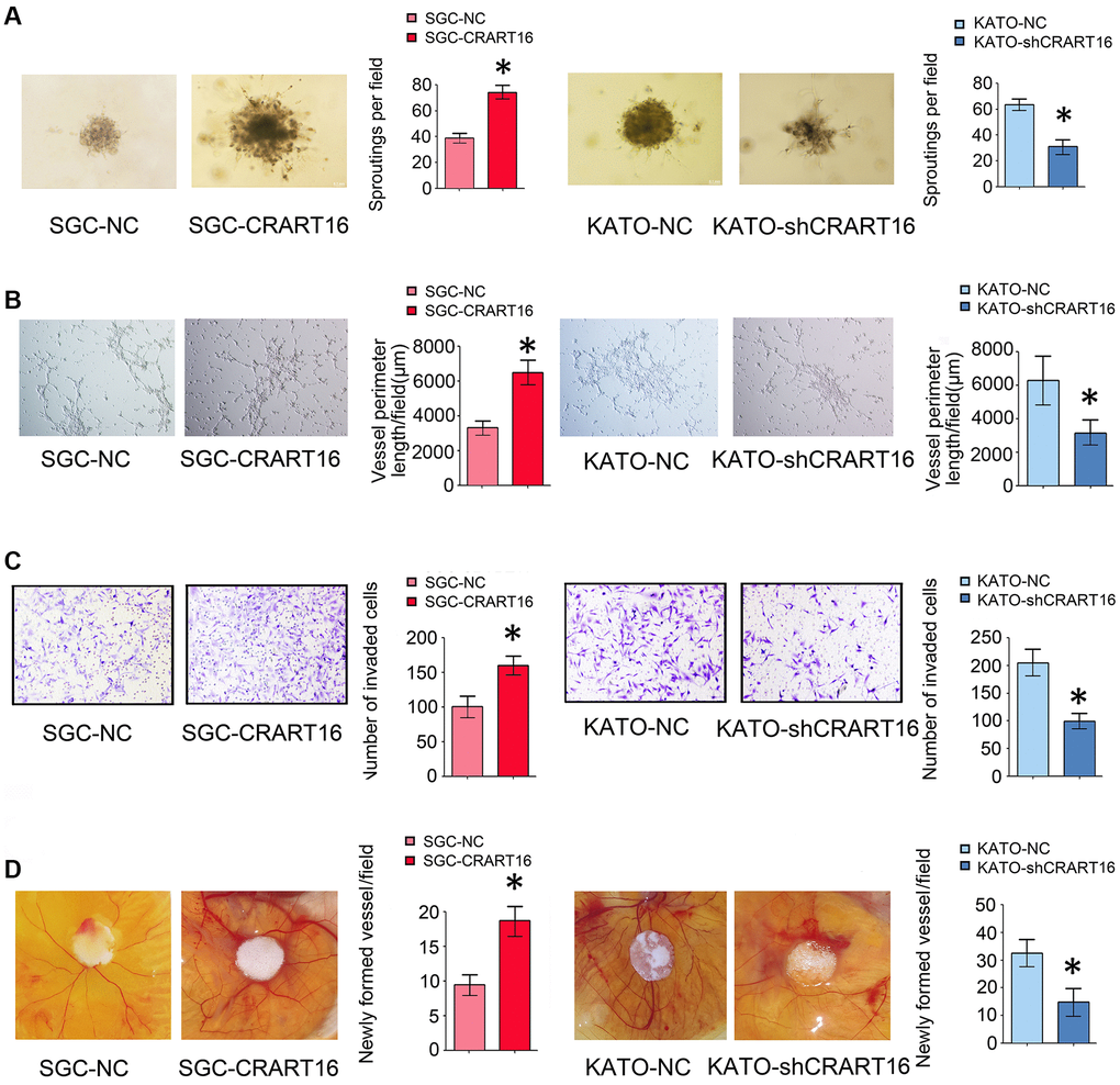 Overexpression of CRART16 in gastric cancer cells promotes angiogenesis. (A) 3D spheroid sprouting assay showed that conditioned medium from CRART16-overexpressing gastric cancer cells induced more prominent spheroid sprouting of HUVECs, and vice versa (*P B) Endothelial cell tube formation assay showed that conditioned medium from CRART16-overexpressing gastric cancer cells induced a more significant tube-like structures formation of HUVECs. Conversely, CRART16-silencing had the opposite effects on tube-like formation (*P C) The invasive capability of HUVECs was determined using the transwell invasion assay (*P D) Chick chorioallantoic membrane (CAM) assays. Newly formed vessels per field were quantified (*P 