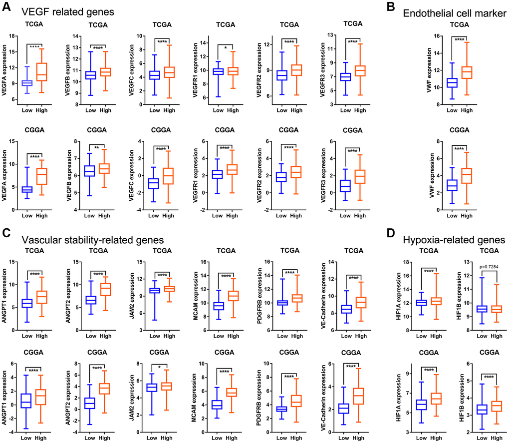 The relationship between angiogenesis pathway score and angiogenesis regulatory factors in the TCGA and CGGA datasets. (A) Expression of VEGF-related genes (VEGFA, VEGFB, VEGFC, VEGFR1, VEGFR2, VEGFR3) in high- and low-score groups. (B) VWF (endothelial cell marker) expression in different groups. (C) Expression levels of ANGPT1, ANGPT2, JAM2, MCAM, PDGFRB, and VE-Cadherin in different groups. (D) Gene expression levels of hypoxia-related genes (HIF1A and HIF1B).