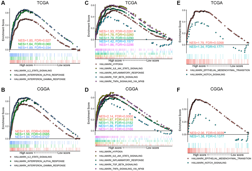Hallmark gene sets enriched in the high angiogenesis score group. (A, B) Immune response related gene sets, including IL2-STAT5 signaling, interferon (IFN)-α and IFN-γ response, were enriched in the high-score gliomas in the TCGA (A) and CGGA (B) datasets. (C, D) Hypoxia, IL6-JAK-STAT3 signaling, inflammatory response, TGF-β signaling, and TNF-α signaling via NFkB gene sets were enriched in the high-score gliomas in the TCGA (C) and CGGA (D) datasets. (E, F) Epithelial mesenchymal transition (EMT) and NOTCH signaling gene sets were highly associated with high angiogenesis score in the TCGA (E) and CGGA (F) cohorts.