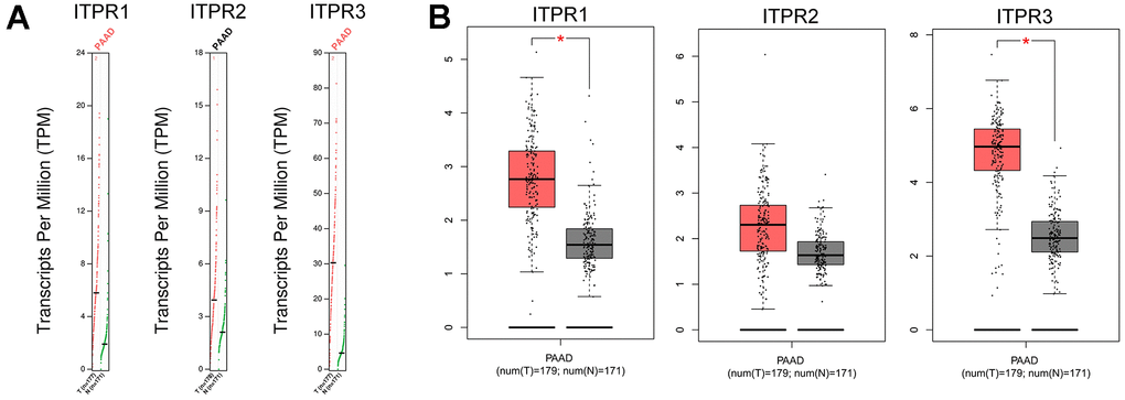 The Expression of ITPRs family in pancreatic cancer (GEPIA). (A) The Gene Expression Profiles of ITPR1, ITPR2, and ITPR3. (B) The Box plots of ITPR1, ITPR2, and ITPR3 genes Expressions.