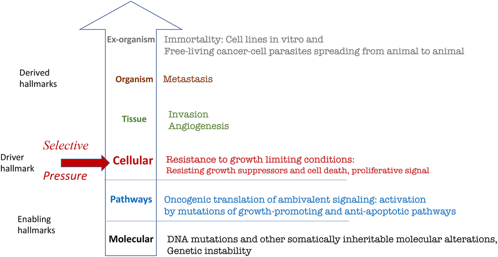 Hierarchical representation (from molecular to organismal levels) of the original hallmarks of cancer based on Hanahan and Weinberg. See text for explanation.