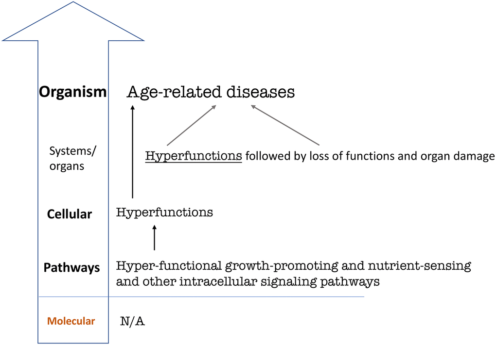 Hierarchical hallmarks of aging based on hyperfunction theory, universal. Hyperfunction of intracellular signaling pathways leads to cellular and systemic hyperfunctions, which in turn lead to age-related diseases on the organismal level [56]. Specific hyperfunctions and diseases may be different in different species and therefore are not shown. For example, human systemic hyperfunctions (e.g., hypertension, hyperlipidemia, hyperglycemia) and diseases (e.g., cardio-vascular diseases) differ from diseases in C elegans [40, 41].