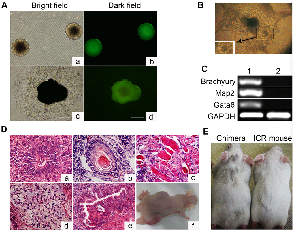 In vitro embryoid body-mediated differentiation and in vivo developmental pluripotency of Oct4-EGFP miPSCs. (A) In vitro embryoid body (EB) formation (a, b) and differentiation (c, d). (B) In vitro EB differentiation into myocardium cells. (C) RT-PCR analyses of various differentiation markers for the following three germ layers in EB. Brachyury (a marker of mesoderm), microtubule associated protein 2 (Map2, ectoderm), and GATA-binding factor 6 (Gata6, endoderm). (D) Various tissues present in teratomas derived from Oct4-EGFP miPSCs. (E) Chimeric mouse generated by Oct4-EGFP miPSCs. Scale bar: (A, D) 50μm.