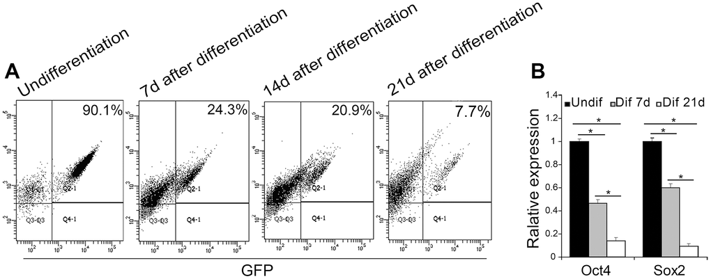EGFP expression associated with Oct4 and Sox2 expression during the EB-mediated differentiation of Oct4-EGFP miPSCs. (A) The undifferentiated/differentiated cell state was assessed through GFP assay by flow cytometry (FCM) at 7th day, 14th day and 21st day after EB-mediated differentiation. (B) qRT-PCR analysis for the expression of ESC-specific transcription factors (i.e., Oct4 and Sox2) in Oct4-EGFP miPSCs and differential EBs.