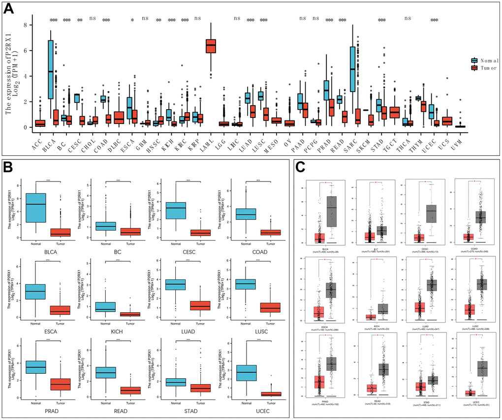 Expression analysis of P2RX1 in pan-cancer. (A) P2RX1 expression in 33 types of tumor tissues and paired adjacent normal tissues. (B) Differential expression analysis of P2RX1 based on TCGA and GTEx database. (C) P2RX1 expression in GEPIA database.