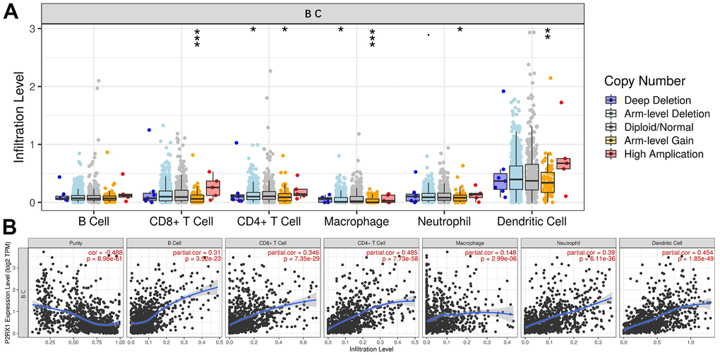 The relationship between P2RX1 and immune cell infiltration. (A) Infiltration levels of 6 immune cells with different copy number variations of P2RX1 in BC. (B) P2RX1 expression is positively correlated with 6 immune cells types evaluated by the TIMER database.