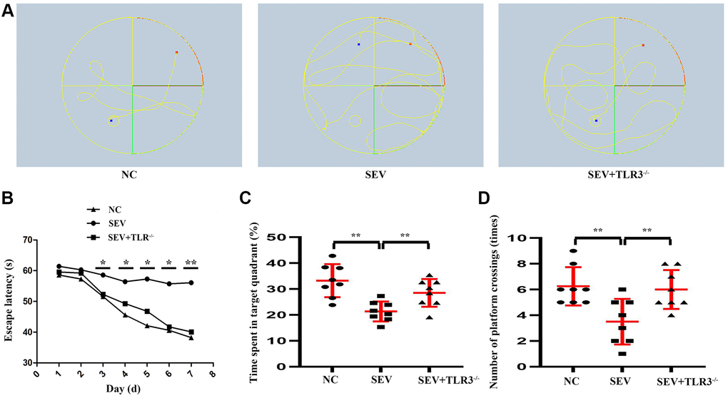 Changes in cognitive function of neonatal mice in each group. (A) Water maze movement track in mice. (B) Escape latency(s) of neonatal mice. (C) Time spent in target quadrant of neonatal mice. (D) Number of platform crossing (times) of neonatal mice.