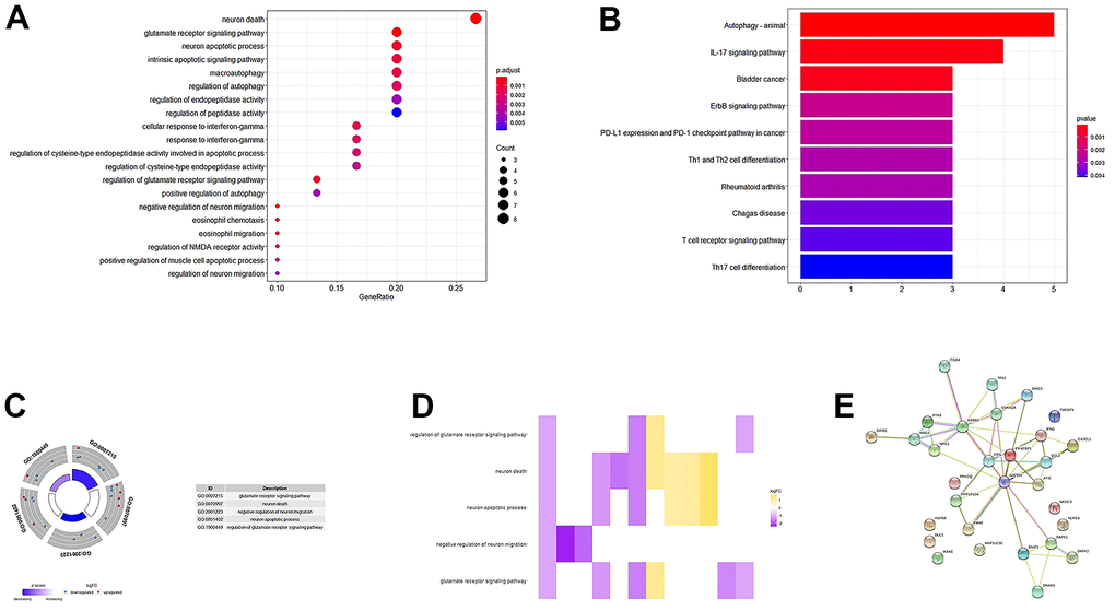 GO, KEGG enrichment analysis, and PPI network. (A, B) GO analysis of 31 differentially expressed autophagy-related genes. (C) A circle graph of the top five GO terms with the most gene abundance. (D) Heatmaps of the correlations between ARGs and pathways. The color of each block depends on the logFC value. (E) PPI network inner mapping of 31 autophagy-related differentially expressed genes.