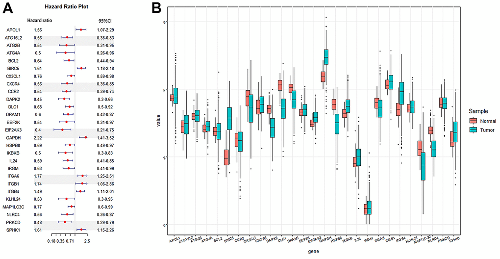 Cox regression analysis was used to screen autophagy genes related to the prognosis of lung adenocarcinoma. (A) Forest plots of autophagy genes associated with LUAD survival were screened by univariate Cox risk regression analysis (P B) Boxplot of autophagy genes associated with LUAD survival. Sample: Normal and Tumor.