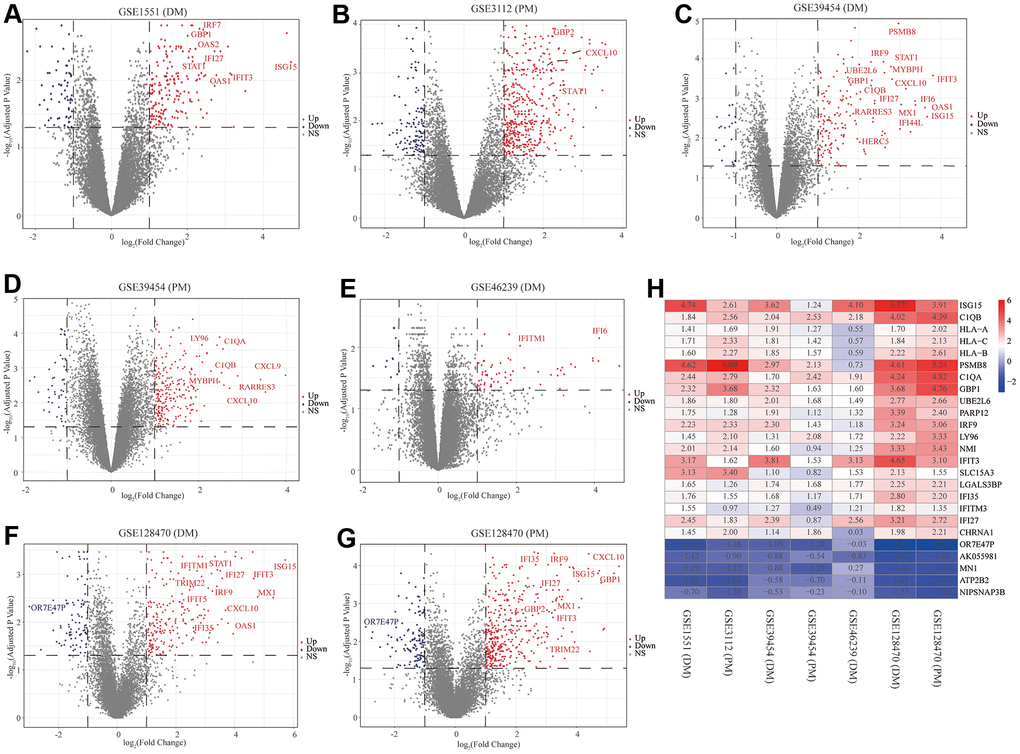 Volcano diagrams of the seven microarrays and heatmap of the robust rank aggregation (RRA) analysis. Red points indicate upregulated genes, while blue points indicate downregulated genes. Gray points indicate genes with no meaningful difference. (A) GSE1551 (dermatomyositis, DM); (B) GSE3112 (polymyositis, PM); (C) GSE39454 (DM); (D) GSE39454 (PM); (E) GSE46239 (DM); (F) GSE128470 (DM); (G) GSE128470 (PM); (H) Heatmap of the top 20 upregulated and five downregulated genes in the RRA method. Red and blue indicate high and low expression of genes in patients with PM/DM, respectively.