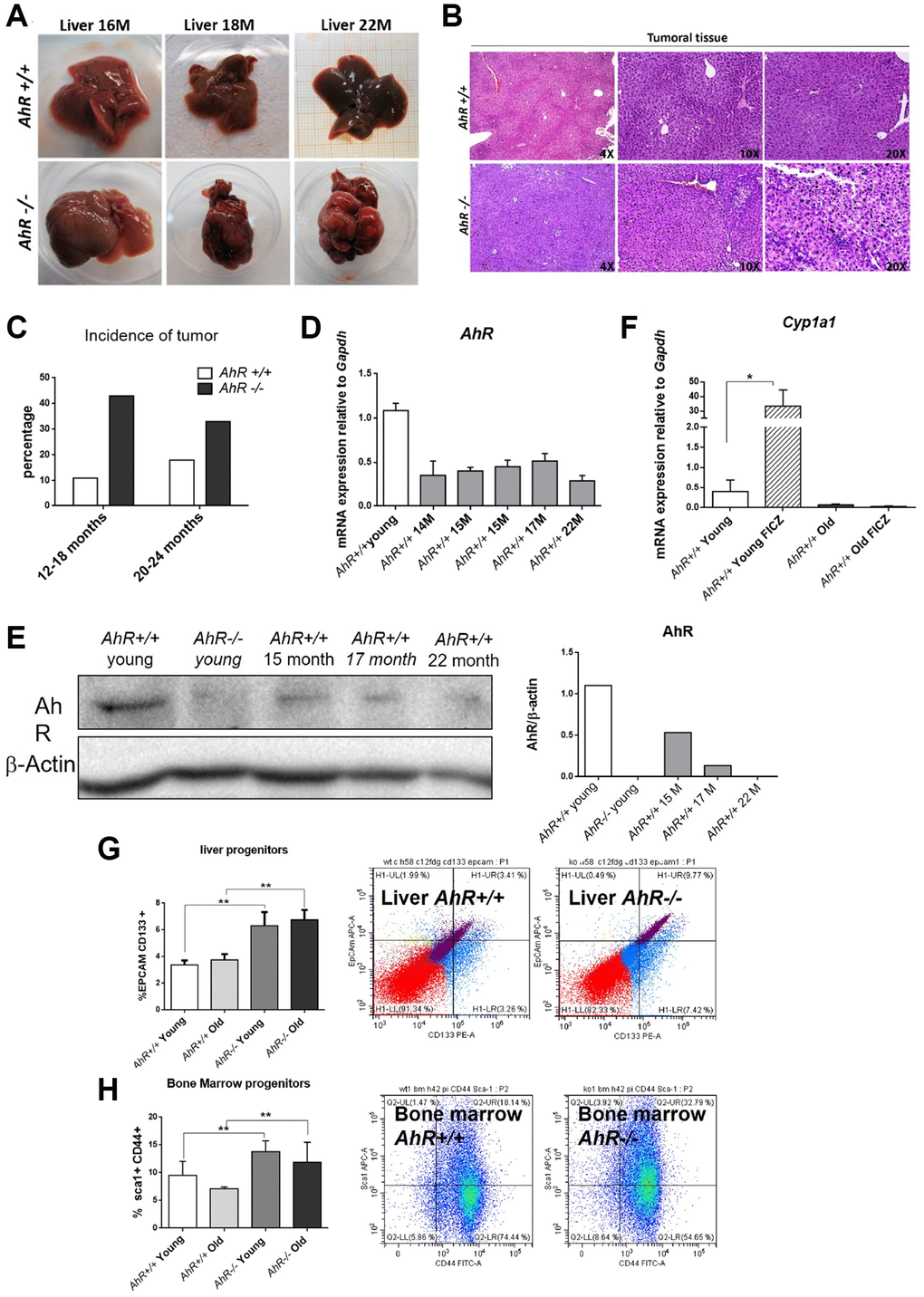 AhR depletion increases liver tumorigenesis with aging. (A) Representative tumors developed by AhR+/+ and AhR−/− at the indicated ages. (B) Haematoxylin and Eosin staining of liver tumor sections from AhR+/+ and AhR−/− mice at 22 months of age. Note the abundance of pycnotic nuclei in AhR−/− tumors. (C) Quantification of the number of liver tumors in mice of both genotypes at two age intervals. (D) AhR mRNA levels in AhR+/+ livers at the indicated ages using RT-qPCR and the oligonucleotides indicated in Supplementary Table 1. (E) AhR protein levels were analyzed in liver extracts at the indicated ages by immunoblotting. β-Actin was used to normalize protein levels. (F) AhR+/+ mice were injected i.p. with 4 mg/kg FICZ and mRNA levels of the AhR canonical target gene Cyp1a1 were determined by RT-qPCR using the oligonucleotides indicated in Supplementary Table 1. (G) Liver progenitor cells were analyzed by FACS using antibodies against CD133-PE and EPCAM-APC. Distribution of cell subpopulations and gating from representative experiments are shown. (H) Bone marrow progenitor cells were analyzed by FACS using the markers CD44-FITC and Sca1-APC. Distribution of cell subpopulations and gating from representative experiments are shown. Gapdh was used to normalize target gene expression (△Ct) and 2−△△Ct to calculate changes in mRNA levels with respect to wild type or untreated conditions. Data are shown as mean + SD (*P **P 