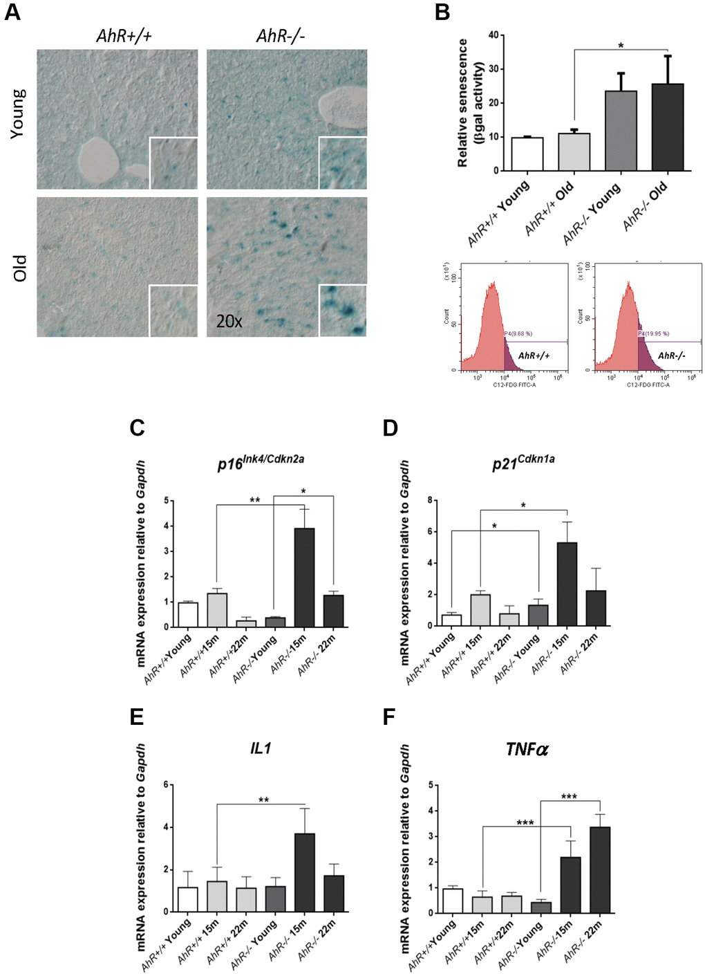 Cell senescence increases with age in AhR-deficient liver. (A) SA-β-Gal activity was analyzed in AhR+/+ and AhR−/− liver sections by staining with the chromogenic substrate X-Gal. (B) SA-β-Gal activity was analyzed by FACS in isolated liver cells (gentleMACS) using the fluorescent substrate C12FDG. (C–F) mRNA levels of senescence driver genes p16Ink4a (C) and p21Cip1 (D) and SASP-related genes IL1 (E) and TNFα (F) were analyzed by RT-qPCR in AhR+/+ and AhR−/− livers at the indicated ages. Oligonucleotides used are indicated in Supplementary Table 1. Gapdh was used to normalize target gene expression (△Ct) and 2−△△Ct to calculate changes in mRNA levels with respect to wild type or untreated conditions. Data are shown as mean + SD (*P **P ***P 
