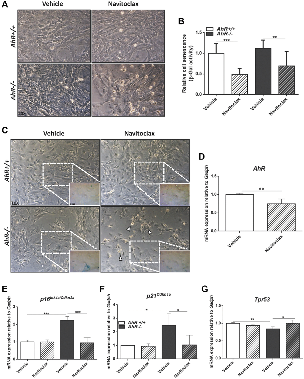 Senolytic agent Navitoclax restores wild-type mRNA levels of senescence driver genes in AhR−/− MEFs. Embryonic fibroblasts at P4 or P5 were treated with vehicle or 10 μM Navitoclax for 48 h. (A) Bright-field microscopy of AhR+/+ and AhR−/− MEFs untreated or treated with Navitoclax. (B) Cell senescence measured as percentage of SA-β-Gal activity in MEF cells of both genotypes. SA-β-Gal activity was analyzed by FACS using the β-galactosidase fluorescent substrate C12FDG. Results are normalized to vehicle-treated wild-type MEFs. (C) X-Gal staining in untreated and Navitoclax-treated AhR+/+ and AhR−/− MEFs. (D) AhR mRNA expression was determined by RT-qPCR in both experimental conditions using the oligonucleotides indicated in Supplementary Table 1. (E–G) mRNA expression of senescence driver genes p16Ink4a (E), p21Cip1 (F) and Trp53 (G) was determined in AhR+/+ and AhR−/− MEFs by RT-qPCR using oligonucleotides indicated in Supplementary Table 1. Gapdh was used to normalize target gene expression (△Ct) and 2−△△Ct to calculate changes in mRNA levels with respect to wild type or untreated conditions. Data are shown as mean + SD (*P **P ***P 