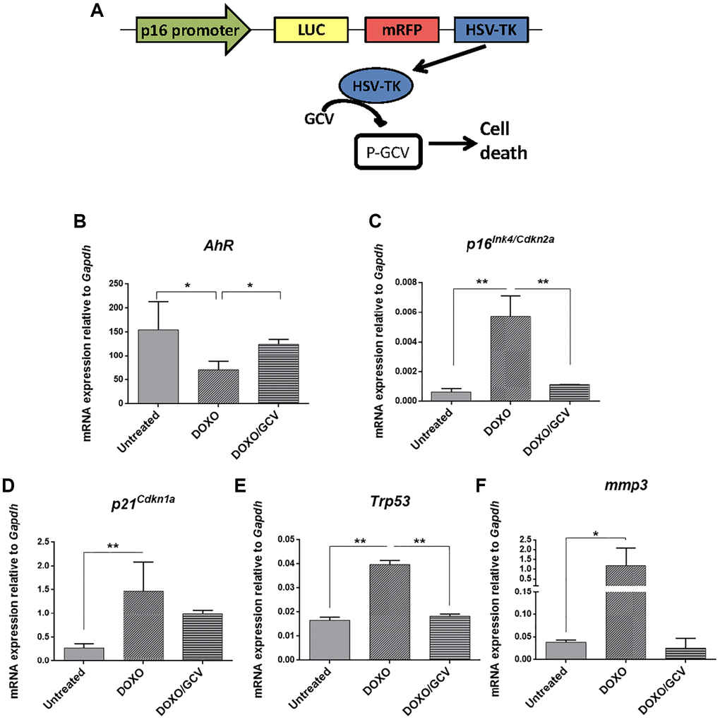 AhR expression varies with the eradication of senescence in vivo in p16Ink4a-3MR transgenic mice. (A) Schematic representation of the construct used to generate the p16-3MR transgenic mice to deplete senescent cells in vivo by ganciclovir treatment. p16-3MR mice at 4–7 months of age were treated with doxorubicin (DOXO), doxorubicin + ganciclovir (DOXO+GCV) or vehicle PBS (vehicle). mRNA expression of AhR (B), p16Ink4a (C), p21Cip1 (D), p53 (E) and Mmp3 (F) was determined by RT-qPCR in lung tissue using the oligonucleotides indicated in Supplementary Table 1. Gapdh was used to normalize target gene expression (△Ct) and 2−△△Ct to calculate changes in mRNA levels with respect to wild type or untreated conditions. Data are shown as mean + SD (*P **P 
